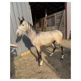 Cowboy - 3 YO Buckskin Crossbred Stud Colt