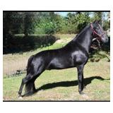The Super Storm - Reg 6 YO Blk TWH Gelding