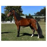 Omaha Beach IA - Reg Dark Bay TWH Gelding