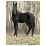 Boss A'Mighty - Reg 2 YO Blk TWH Gelding