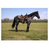 Blue Bell - 2 YO Blue Roan Filly