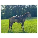 Caper's Mighty Herro - Reg 2 YO Bay TWH Gelding