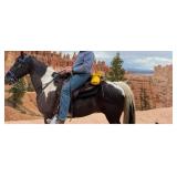 Gator - 17 YO Black & White Spotted Gelding