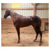 Marine 1 - Reg 3 YO Liver Chestnut TWH Gelding