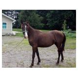 Beauty - 2 YO Black Bay TWH Mare