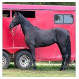 Maybelline - 5 YO Black TWH Mare