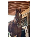Lima Cosmic - Tattooed 19 YO Standardbred Gelding