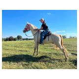 Generator's Dream Of Spur - Reg 7 YO Perlino Stud