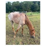 Moss Hill Red Sky -Reg Red Roan TWH Yearling Filly