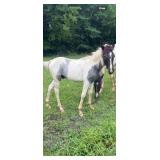 Moss Hill Big Love -Reg Blue Roan Tobiano TWH Colt