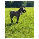 Moss Hill Kenzie Blue - Reg Blue Roan TWH Filly