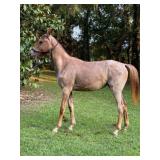 Moss Hill Yes Darling - Reg Red Roan TWH Filly