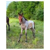 Moss Hill Bay Benji - Reg Bay Roan TWH Colt