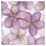 12PCS Set 2.5-4cm Begonia Dried Pressed Flower...