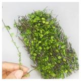 1 Box Miniature Plant Creepers Simulation...