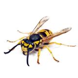 3d Artificial Insects Motorcycle Stickers Front...