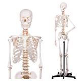 $151 NLShan Human Skeleton Model for Anatomy -Life