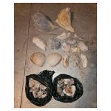 Natural Seashell Collection