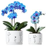 2 Pack, 5 + 6 Inch White Orchid Pots with Holes...