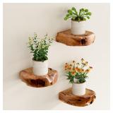 $49 Natural Edge Cedar Wood Show Case Display...