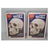 2 Human Skull Models
