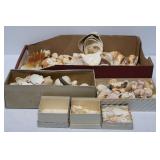 Selection of Seashells