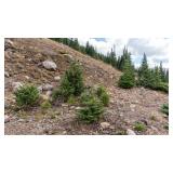 40 Acre - Clear Creek Co, CO-Doctor Gold Mine