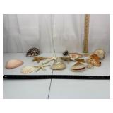Mixed Seashell & Starfish Decor