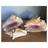 Three Large Conch Shells