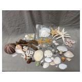 Sea Shells Starfish Sand Dollars Coral Lot