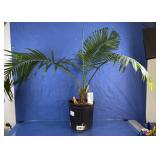 Green Thumb Majesty Palm Plant