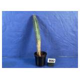 Tall Columnar Potted Cactus