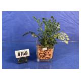 Artificial Fern in Square Glass Vase
