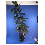 Large Rubber Tree Houseplant