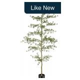 LYERSE 7ft Black Olive Tree Natural Trunk