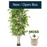 Warmplants 8ft Ficus Tree Woven Basket