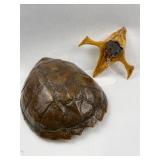 Taxidermy Snapping Turtle Shell & Head