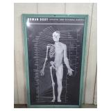 Framed Anatomical Human Wall Chart