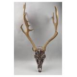 Marbled Palmated Fallow Deer Skull