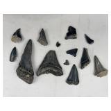 13 Fossil Megalodon & Mako Shark Teeth