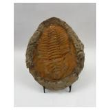 Cambropallas Telesto Trilobite Fossil