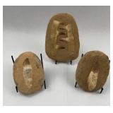 Three Fossil Mosasaur Teeth in Matrix