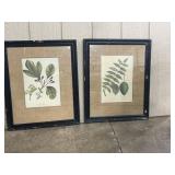 Pair Canadian Botanical Prints