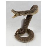 Western Diamondback Rattlesnake Mount