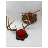 Two Mounted Deer Antler Plaques