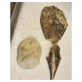 pair of vtg marine life sea shells penshell& urchn