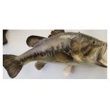 Large Mouth Bass Fish Taxidermy