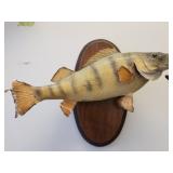 Vintage Walleye Fish Taxidermy