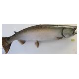 Salmon Fish Taxidermy