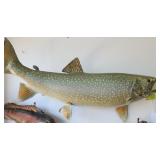 Trout Fishing Taxidermy